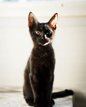 Kurt