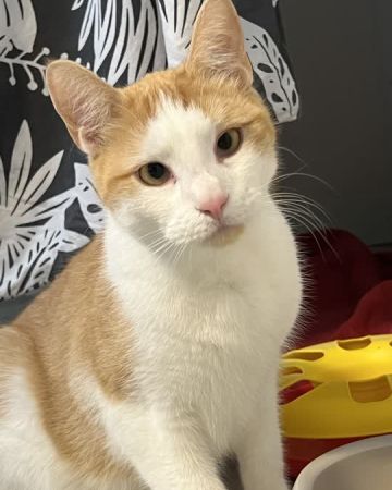 Nemo