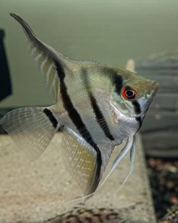 Akvariefisk