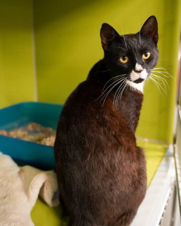 Figaro