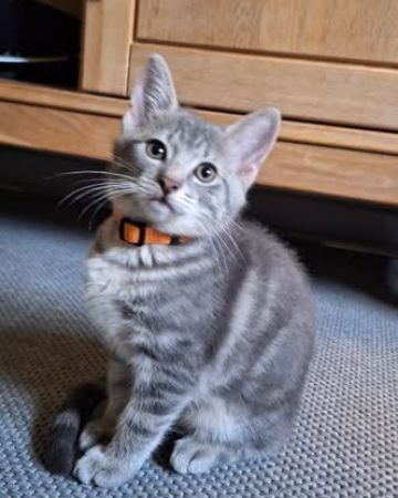 Midna