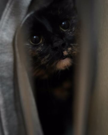 Bonnie
