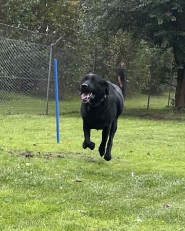 Baloo