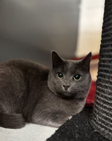Smokie