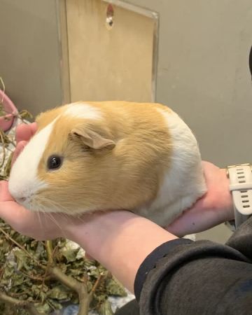 Pedro
