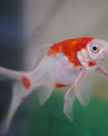 Otto