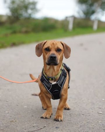 Oskar