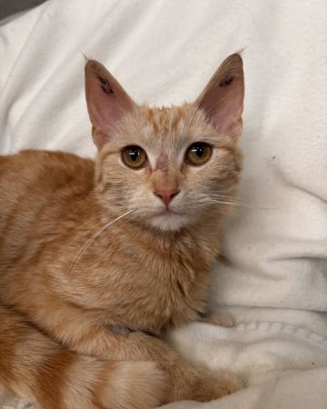 Luma