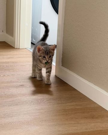 Hazel