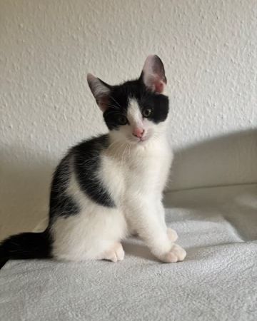 Kasper