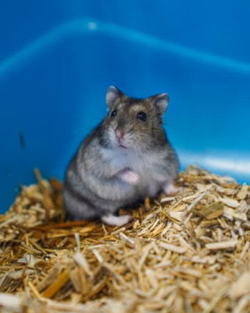 Bertha