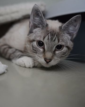 Yuki
