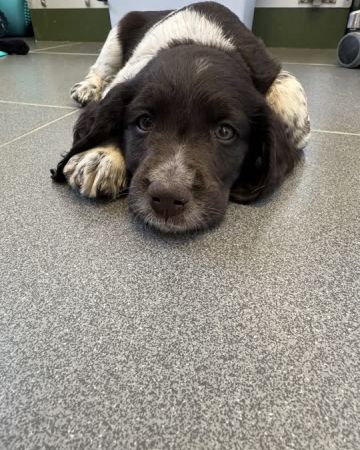 Frodo