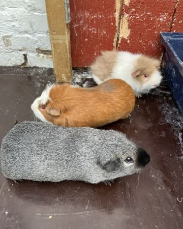 Teddy, Bom og Louie