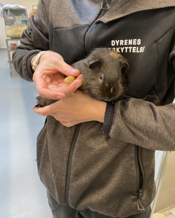 Lille Fod