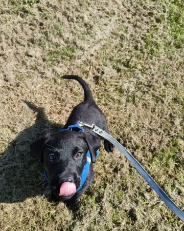 Marcelo