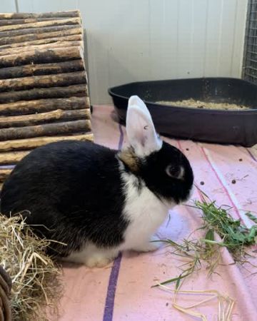 Kasper