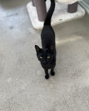 Black Beauty