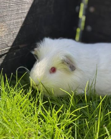 Harald