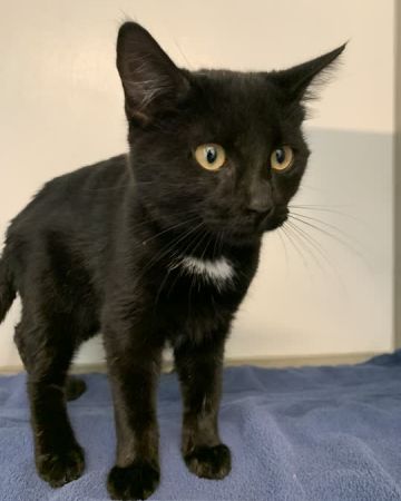 Pedro