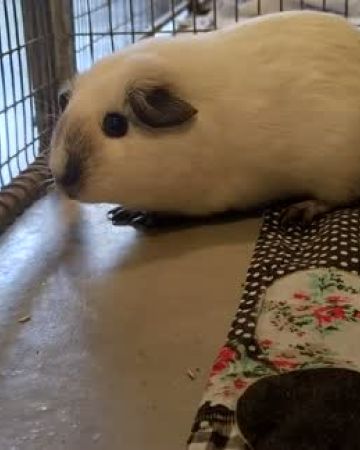 Bodil
