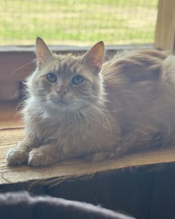 Sofus