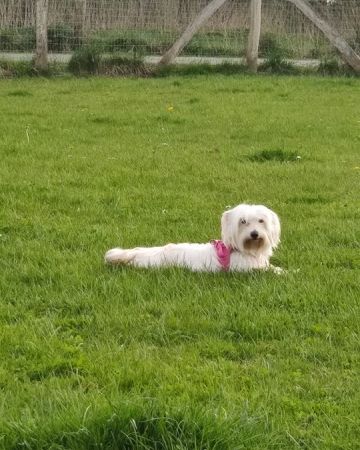 Tika