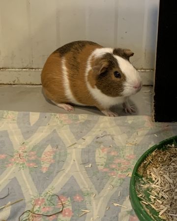 Caramel