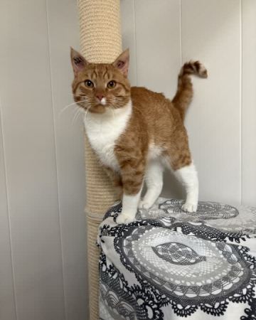 Alfie