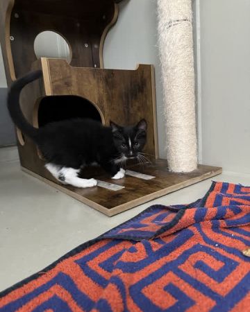 Max