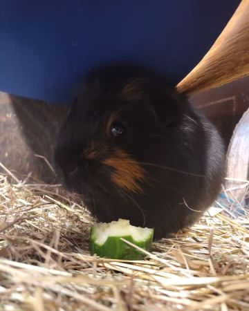 Bruno