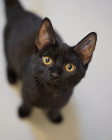 Athena