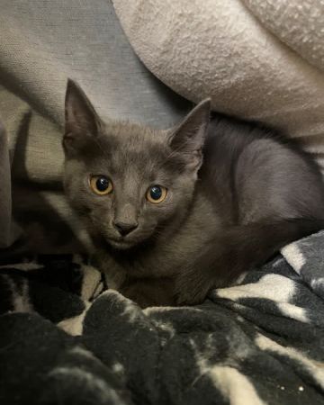 Herman