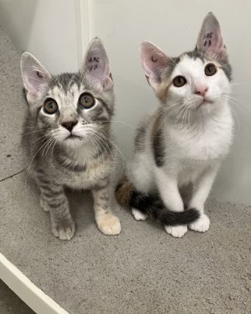 Frida og Luna