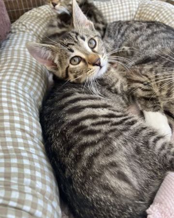 Alfred