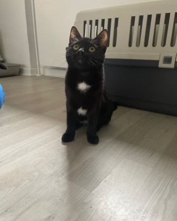 Sonja