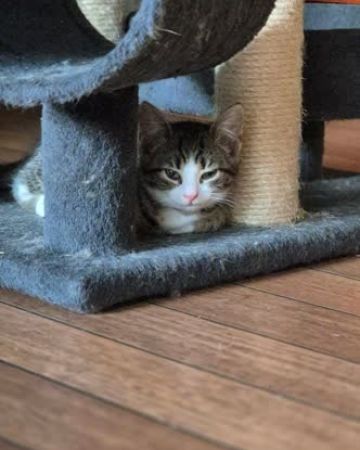 Mia