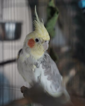Nymphicus