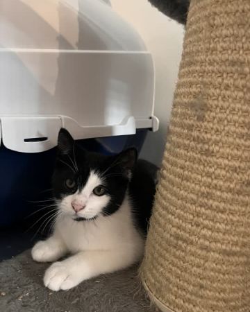 benny