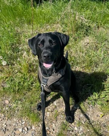Oscar