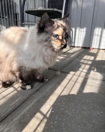 coco