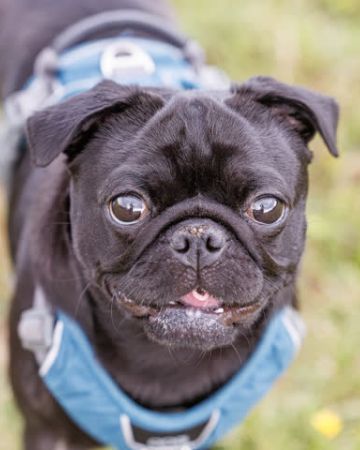 Blackie