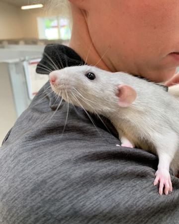Milo