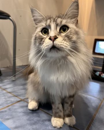 bodil