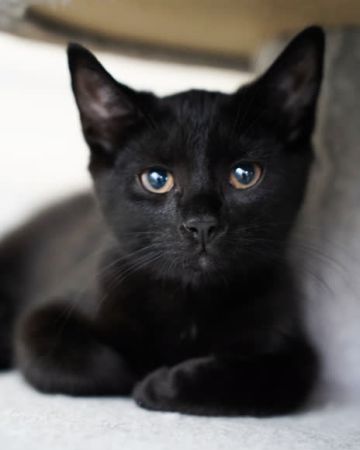Bo