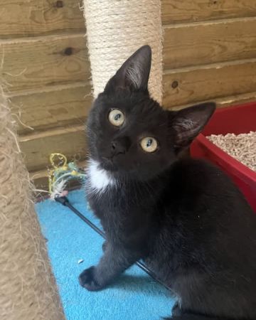 Axel