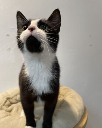 Kiki