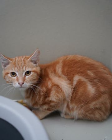 Axel