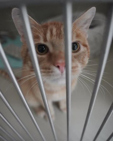Oscar