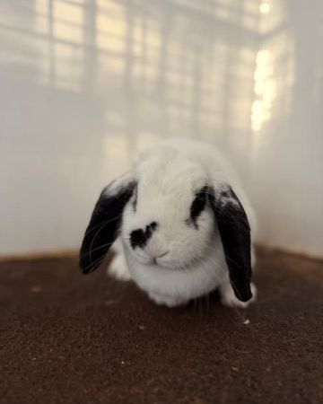 Poppy